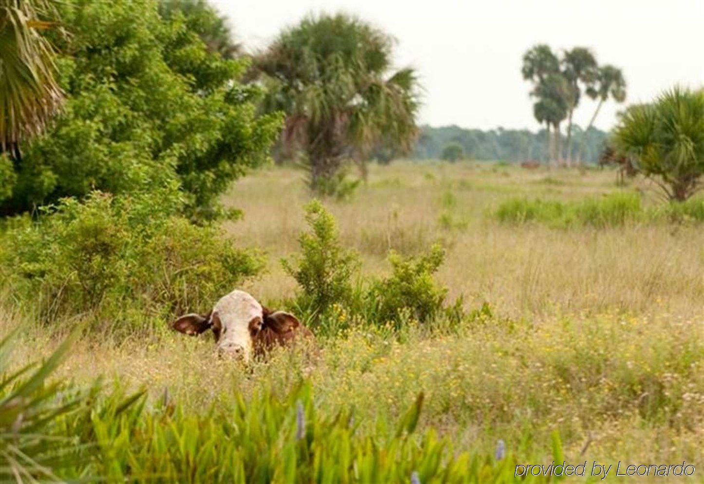 Hampton Inn Okeechobee - Lake Okeechobee Dış mekan fotoğraf